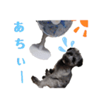 小熊mochi（個別スタンプ：36）