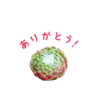センペルビウムとジョビバルバ（個別スタンプ：1）