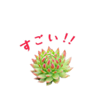 センペルビウムとジョビバルバ（個別スタンプ：5）