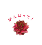 センペルビウムとジョビバルバ（個別スタンプ：18）