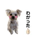 愛犬のナッちゃん（個別スタンプ：1）
