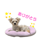 愛犬のナッちゃん（個別スタンプ：2）