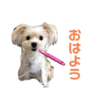 愛犬のナッちゃん（個別スタンプ：3）