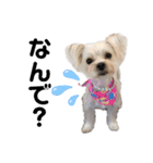 愛犬のナッちゃん（個別スタンプ：4）