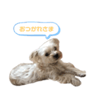 愛犬のナッちゃん（個別スタンプ：5）