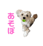愛犬のナッちゃん（個別スタンプ：6）