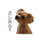 愛犬のナッちゃん（個別スタンプ：7）