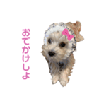 愛犬のナッちゃん（個別スタンプ：8）