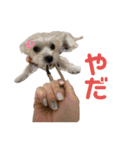 愛犬のナッちゃん（個別スタンプ：9）