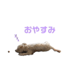愛犬のナッちゃん（個別スタンプ：10）