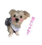 愛犬のナッちゃん（個別スタンプ：11）