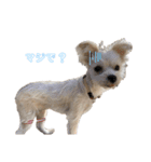 愛犬のナッちゃん（個別スタンプ：12）