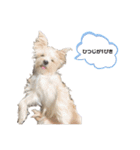 愛犬のナッちゃん（個別スタンプ：13）