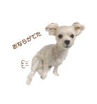 愛犬のナッちゃん（個別スタンプ：14）
