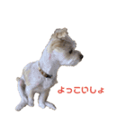 愛犬のナッちゃん（個別スタンプ：15）