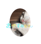 日常で使える便利スタンプ 猫 挨拶 お礼（個別スタンプ：3）
