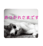 日常で使える便利スタンプ 猫 挨拶 お礼（個別スタンプ：6）