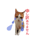 日常で使える便利スタンプ 猫 挨拶 お礼（個別スタンプ：10）