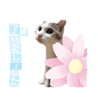 日常で使える便利スタンプ 猫 挨拶 お礼（個別スタンプ：13）