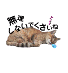 日常で使える便利スタンプ 猫 挨拶 お礼（個別スタンプ：18）