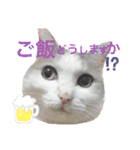 日常で使える便利スタンプ 猫 挨拶 お礼（個別スタンプ：20）