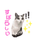 日常で使える便利スタンプ 猫 挨拶 お礼（個別スタンプ：22）