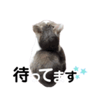 日常で使える便利スタンプ 猫 挨拶 お礼（個別スタンプ：23）