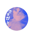 日常で使える便利スタンプ 猫 挨拶 お礼（個別スタンプ：27）