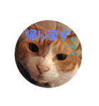 日常で使える便利スタンプ 猫 挨拶 お礼（個別スタンプ：30）