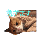 日常で使える便利スタンプ 猫 挨拶 お礼（個別スタンプ：31）