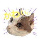 日常で使える便利スタンプ 猫 挨拶 お礼（個別スタンプ：32）
