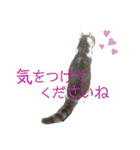日常で使える便利スタンプ 猫 挨拶 お礼（個別スタンプ：33）