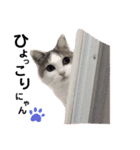 日常で使える便利スタンプ 猫 挨拶 お礼（個別スタンプ：36）