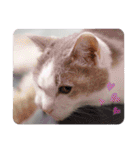 日常で使える便利スタンプ 猫 挨拶 お礼（個別スタンプ：38）