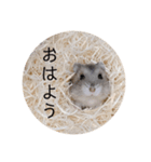 ハムスターの日常(ブルーサファイア編)（個別スタンプ：2）