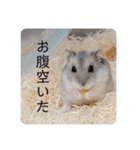 ハムスターの日常(ブルーサファイア編)（個別スタンプ：3）