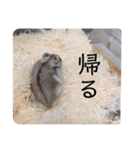 ハムスターの日常(ブルーサファイア編)（個別スタンプ：5）