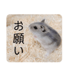 ハムスターの日常(ブルーサファイア編)（個別スタンプ：8）
