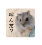 ハムスターの日常(ブルーサファイア編)（個別スタンプ：10）