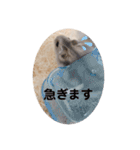 ハムスターの日常(ブルーサファイア編)（個別スタンプ：11）