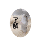ハムスターの日常(ブルーサファイア編)（個別スタンプ：13）