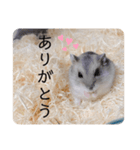 ハムスターの日常(ブルーサファイア編)（個別スタンプ：14）