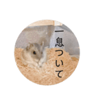 ハムスターの日常(ブルーサファイア編)（個別スタンプ：15）