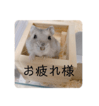 ハムスターの日常(ブルーサファイア編)（個別スタンプ：16）