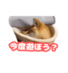 柴犬ゆきちゃん Shiba Inu Yuki-chan（個別スタンプ：1）