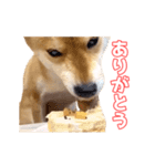 柴犬ゆきちゃん Shiba Inu Yuki-chan（個別スタンプ：11）