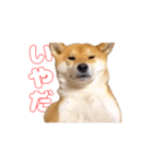 柴犬ゆきちゃん Shiba Inu Yuki-chan（個別スタンプ：13）