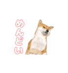 柴犬ゆきちゃん Shiba Inu Yuki-chan（個別スタンプ：14）