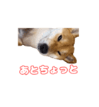 柴犬ゆきちゃん Shiba Inu Yuki-chan（個別スタンプ：16）