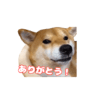 柴犬ゆきちゃん Shiba Inu Yuki-chan（個別スタンプ：24）